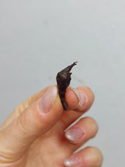 Alocasia Mystery/Surprise (Rhizom / Bulbe)