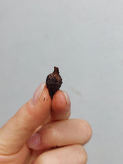 Alocasia Mystery/Surprise (Rhizom / Bulbe)