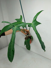 Philodendron Longilobatum Lelano Miyano