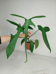 Philodendron Longilobatum Lelano Miyano
