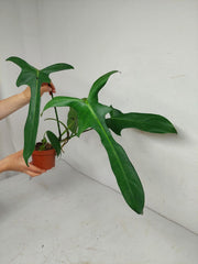 Philodendron Longilobatum Lelano Miyano