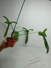 Philodendron Longilobatum Lelano Miyano