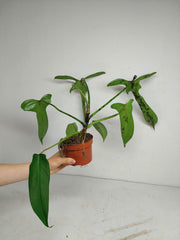 Philodendron Longilobatum Lelano Miyano