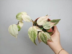 Philodendron Micans Pink