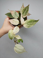 Philodendron Micans Pink