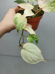 Philodendron Micans Pink