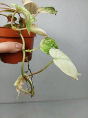 Philodendron Micans Pink