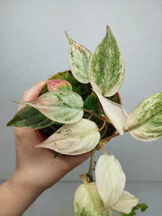Philodendron Micans Pink