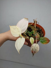 Philodendron Micans Pink