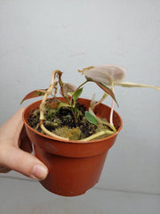 Philodendron Micans Pink