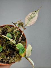 Philodendron Micans Pink