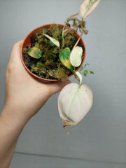 Philodendron Micans Pink