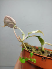 Philodendron Micans Pink