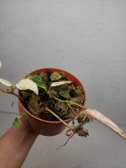 Philodendron Micans Pink