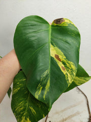 Monstera Aurea Stecklinge