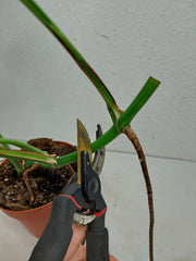 Monstera Aurea Stecklinge