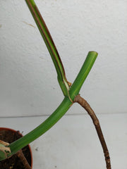 Monstera Aurea Stecklinge
