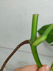 Monstera Aurea Stecklinge