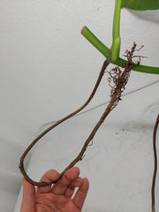 Monstera Aurea Stecklinge