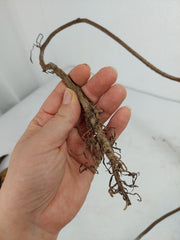 Monstera Aurea Stecklinge