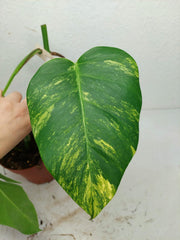 Monstera Aurea Stecklinge