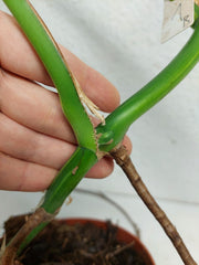Monstera Aurea Stecklinge