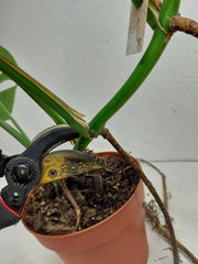 Monstera Aurea Stecklinge