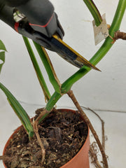 Monstera Aurea Stecklinge