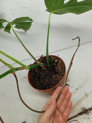 Monstera Aurea Stecklinge