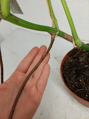 Monstera Aurea Stecklinge