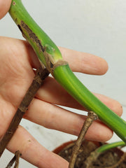 Monstera Aurea Stecklinge