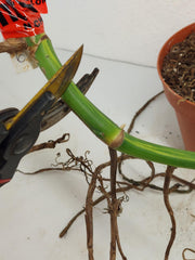 Monstera Aurea Stecklinge