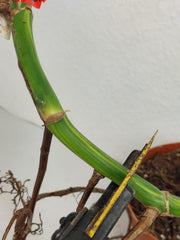 Monstera Aurea Stecklinge