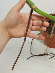 Monstera Aurea Stecklinge