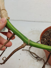 Monstera Aurea Stecklinge