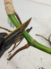 Monstera Aurea Stecklinge