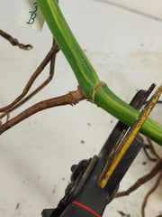 Monstera Aurea Stecklinge