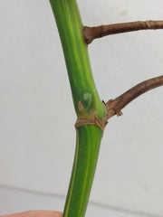 Monstera Aurea Stecklinge