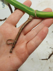 Monstera Aurea Stecklinge