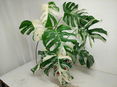 Monstera Variegata (zum aussuchen)