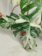 Monstera Variegata (zum aussuchen)
