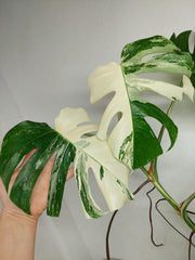 Monstera Variegata (zum aussuchen)