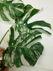 Monstera Variegata (zum aussuchen)