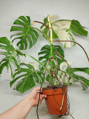 Monstera Variegata (zum aussuchen)