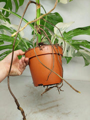 Monstera Variegata (zum aussuchen)