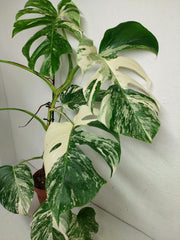 Monstera Variegata (zum aussuchen)