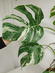 Monstera Variegata (zum aussuchen)