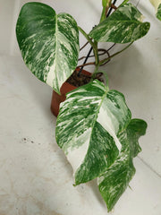 Monstera Variegata (zum aussuchen)