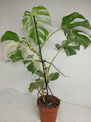 Monstera Variegata (zum aussuchen)