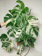 Monstera Variegata (zum aussuchen)